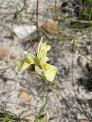 Moraea anomala