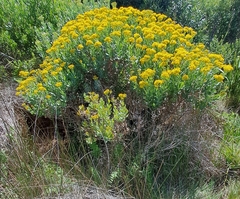 Senecio halimifolius