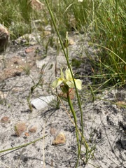 Moraea anomala