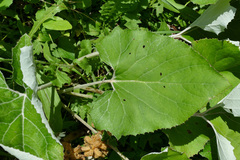 Petasites paradoxus
