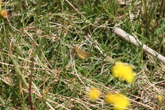 Colias electo electo