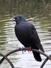 Columba livia domestica