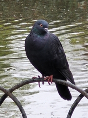 Columba livia domestica