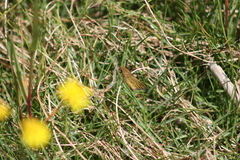 Colias electo electo