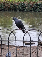 Columba livia domestica