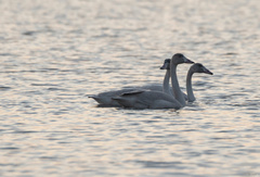 Cygnus columbianus bewickii