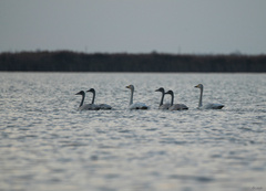 Cygnus columbianus bewickii
