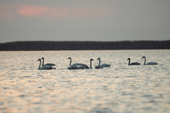 Cygnus columbianus bewickii