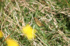 Colias electo electo