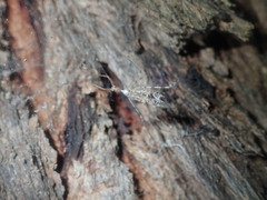 Stenolemus bituberus