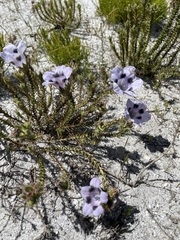 Roella maculata
