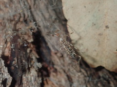 Stenolemus bituberus