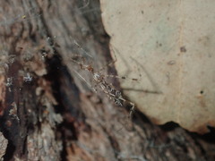 Stenolemus bituberus