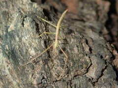 Didymuria violescens