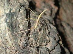Didymuria violescens