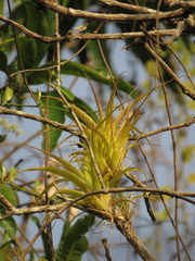 Tillandsia elongata