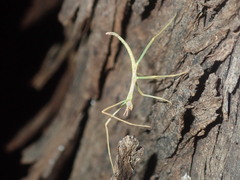 Didymuria violescens
