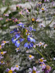 Lobelia comosa