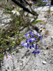 Lobelia comosa