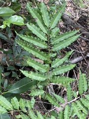 Cupaniopsis foveolata