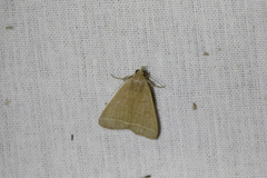 Simplicia cornicalis