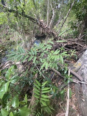 Cupaniopsis foveolata