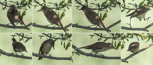 iNaturalist image