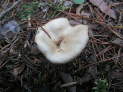 Clitocybe metachroa