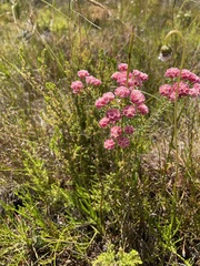 Lachnaea densiflora