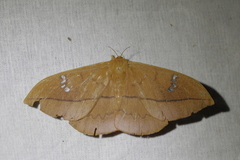 Cricula trifenestrata