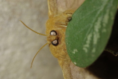 Cricula trifenestrata