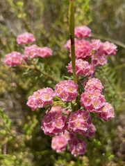 Lachnaea densiflora