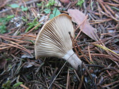 Clitocybe metachroa