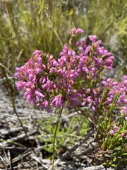 Erica palliiflora