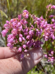Erica palliiflora