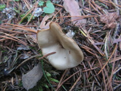 Clitocybe metachroa