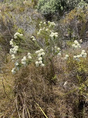 Lachnaea densiflora