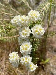 Lachnaea densiflora