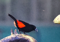 Ramphocelus passerinii