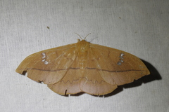 Cricula trifenestrata