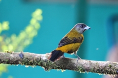 Ramphocelus passerinii