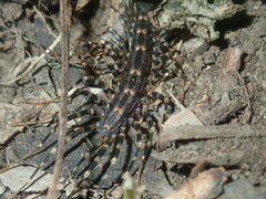 Allothereua maculata