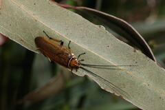 Ellipsidion humerale