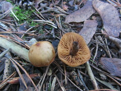 Gymnopilus picreus
