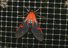Cosmosoma teuthras