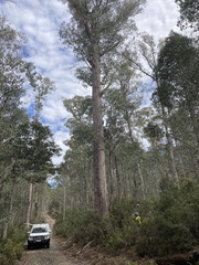 Eucalyptus regnans
