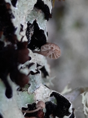 Mycena meliigena