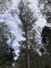 Eucalyptus regnans