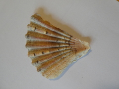 Pecten