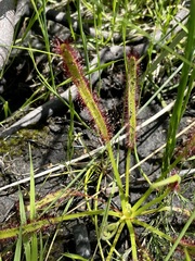 Drosera capensis